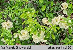 Chaenomeles speciosa Kinshiden