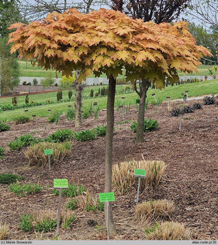 Acer platanoides Golden Globe