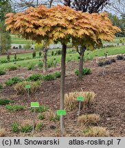 Acer platanoides Golden Globe