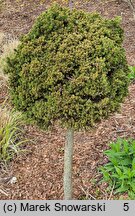 Picea abies Van Bemmel