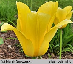 Tulipa Golden Apeldoorn