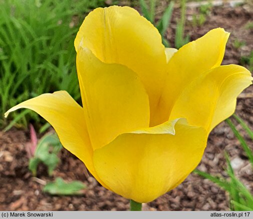 Tulipa Golden Apeldoorn