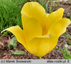 Tulipa Golden Apeldoorn