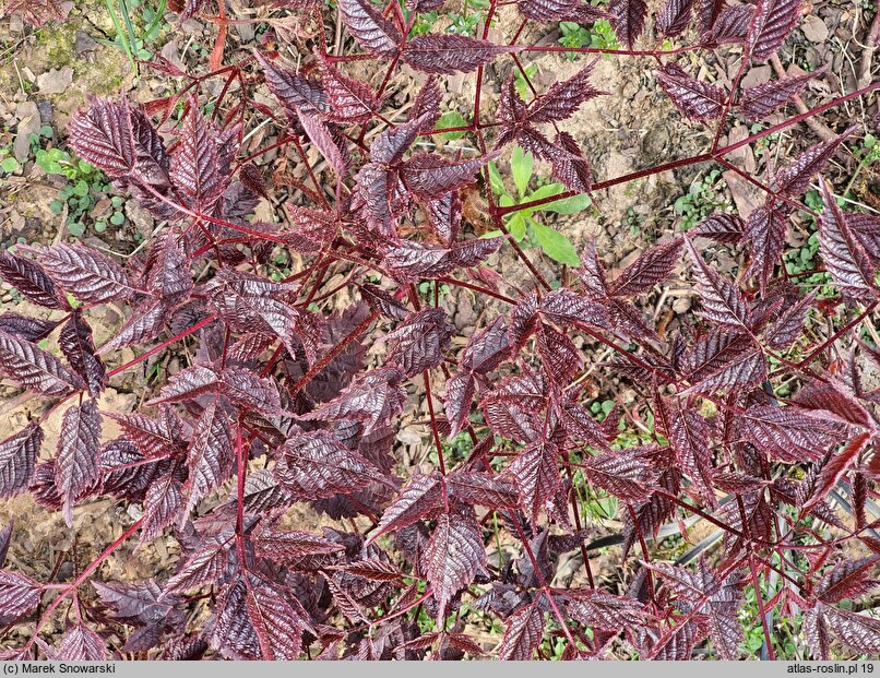 Astilbe Chocolate Shogun