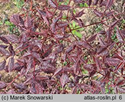 Astilbe Chocolate Shogun