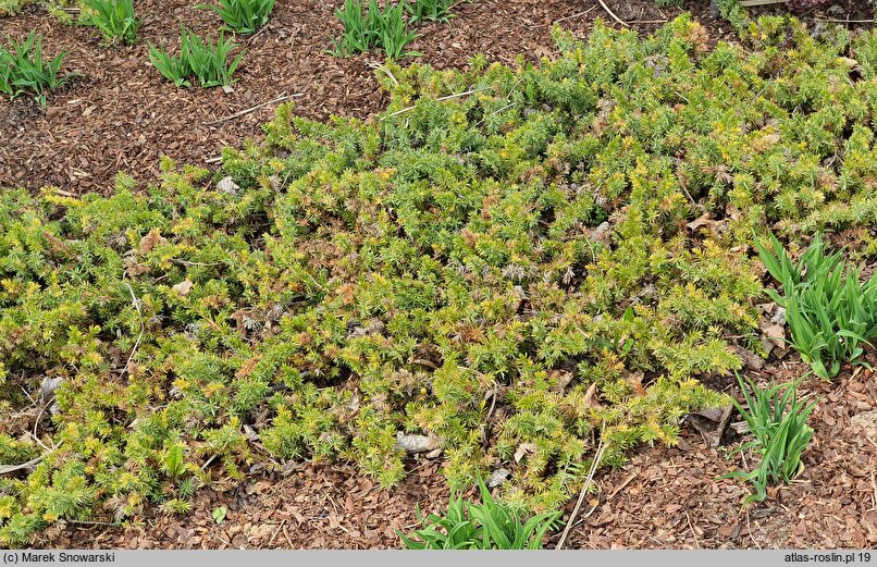 Juniperus rigida var. conferta Golden Wings