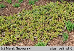 Juniperus rigida var. conferta Golden Wings