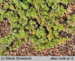 Juniperus rigida var. conferta Golden Wings