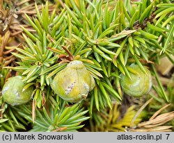 Juniperus rigida var. conferta Golden Wings