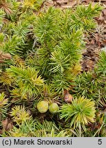 Juniperus rigida var. conferta Golden Wings