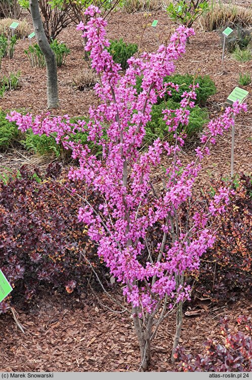 Cercis chinensis Avondale