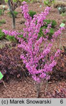 Cercis chinensis Avondale