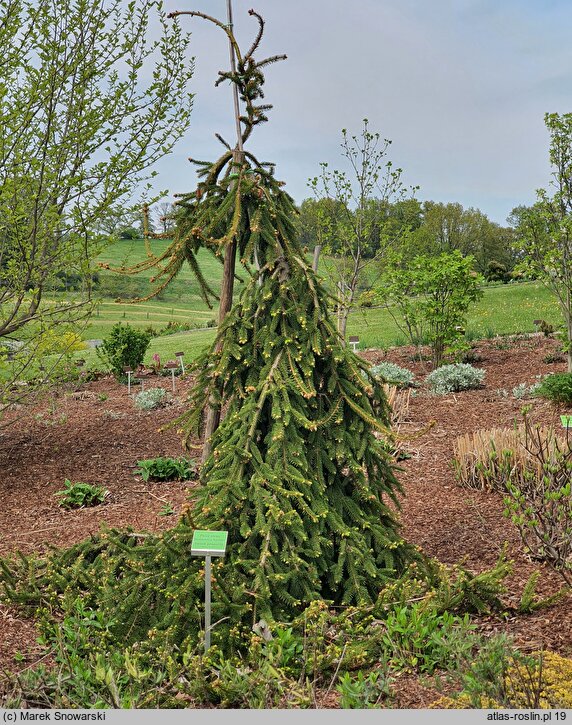 Picea abies Bohemica Sorbet