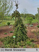 Picea abies Bohemica Sorbet