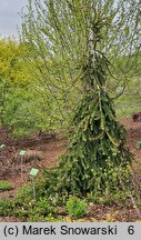 Picea abies Bohemica Sorbet