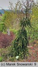 Picea abies Bohemica Sorbet