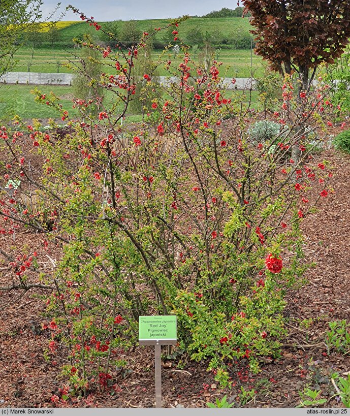 Chaenomeles japonica Red Joy