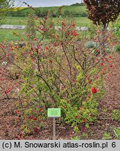 Chaenomeles japonica Red Joy