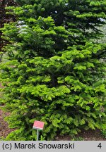 Abies sachalinensis var. mayriana (jodła sachalińska odm. Mayra)