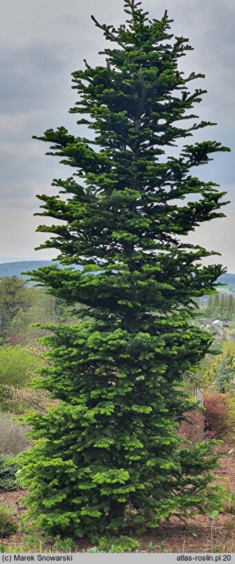 Abies sachalinensis var. mayriana (jodła sachalińska odm. Mayra)