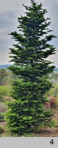 Abies sachalinensis var. mayriana (jodła sachalińska odm. Mayra)