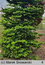 Abies sachalinensis var. mayriana (jodła sachalińska odm. Mayra)