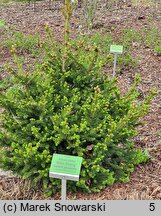 Picea abies Will's Zwerg