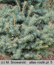 Picea pungens Mecky