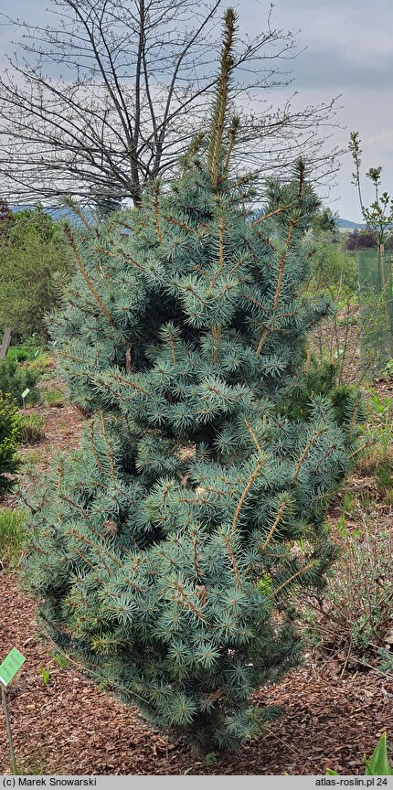 Picea pungens Mecky