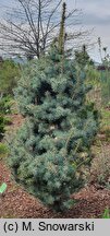 Picea pungens Mecky