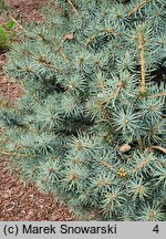 Picea pungens Mecky