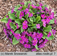 Primula juliae (pierwiosnek gruziński)