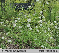 Viburnum ×burkwoodii (kalina Burkwooda)