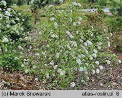 Viburnum ×burkwoodii (kalina Burkwooda)