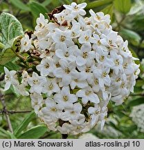 Viburnum ×burkwoodii (kalina Burkwooda)