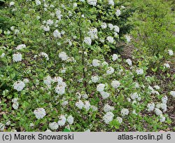 Viburnum ×burkwoodii (kalina Burkwooda)