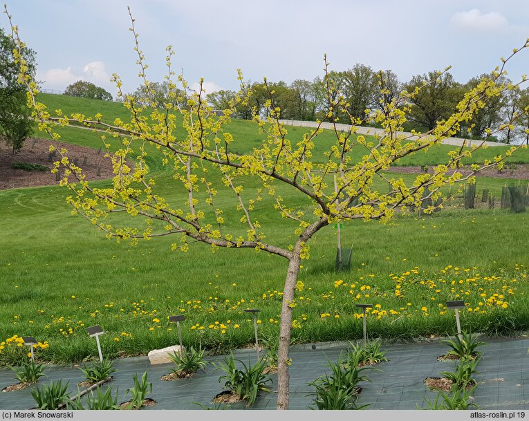 Ginkgo biloba Beijing Gold