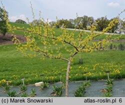 Ginkgo biloba Beijing Gold