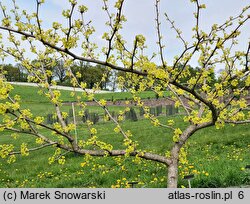 Ginkgo biloba Beijing Gold