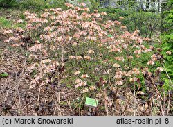 Rhododendron hort. Quadricolor