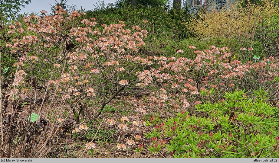 Rhododendron hort. Quadricolor