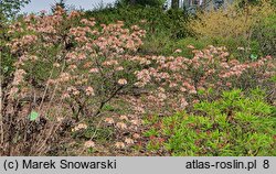 Rhododendron hort. Quadricolor