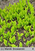 Convallaria majalis Aurea