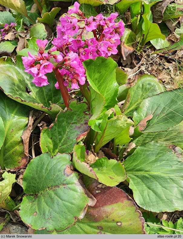 Bergenia cordifolia Rotblum