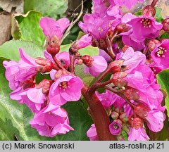 Bergenia cordifolia Rotblum