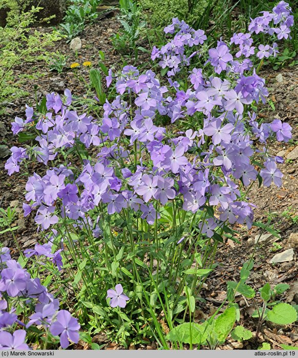 Phlox divaricata Blue Moon