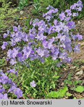 Phlox divaricata Blue Moon