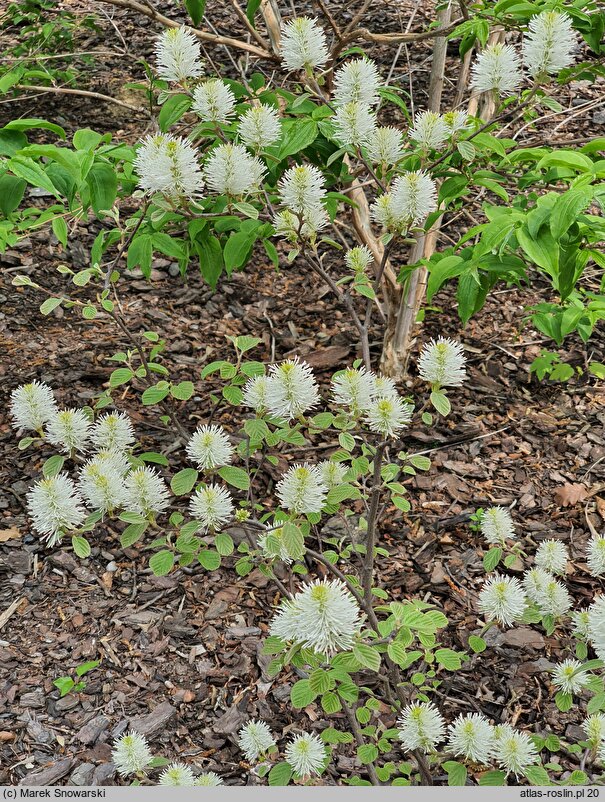 Fothergilla ×intermedia KLMtwo