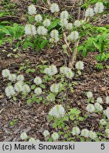 Fothergilla ×intermedia KLMtwo