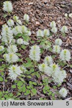 Fothergilla ×intermedia KLMtwo